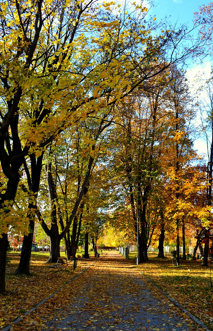 jeseni, dreves, listi, narave, padec, sezona, gozd