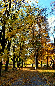rudenį, medžiai, lapai, Gamta, rudenį, sezono metu, miško