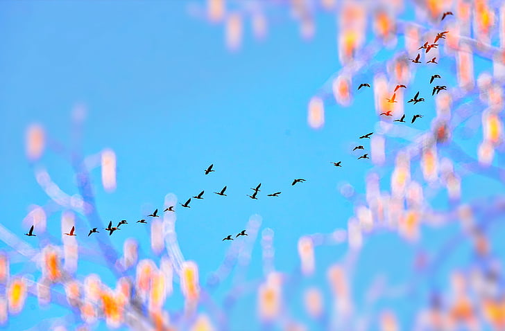 geese, sailboat, sky, blue, color, québec, bird