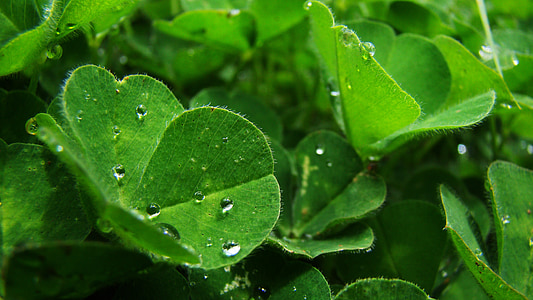 clove, green, drops, waterdrops, nature, leaf, drop