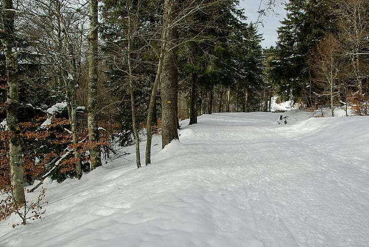 冬, 雪, 冬の風景, フォレスト