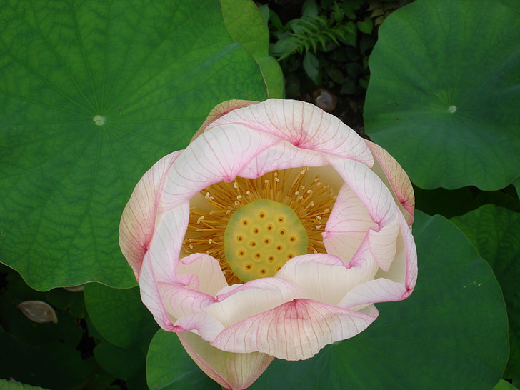 bloem, Lotus, Boeddhisme