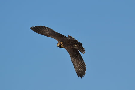 Falcon, Wildpark poing, volo, volare, Raptor, animale selvatico, piuma