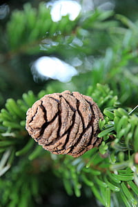 tap, fir, pine cones, brown, nature, wood, green
