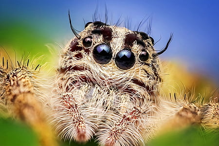 spider, jumping spider, macro, insecta, hyluss, diard, i female
