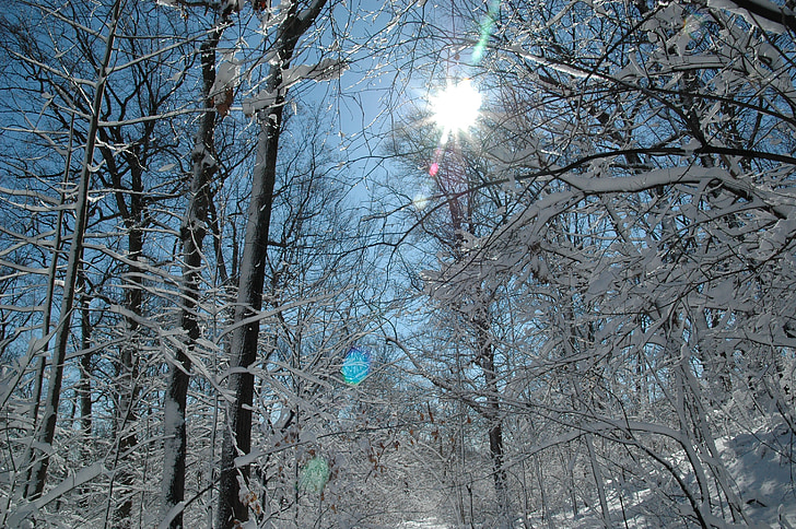 snow, sun, cold, frozen, outdoor, woods, trees