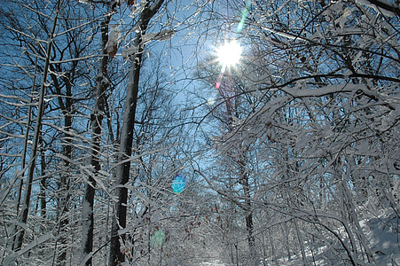 หิมะ, ดวงอาทิตย์, เย็น, แช่แข็ง, กลางแจ้ง, ป่า, ต้นไม้