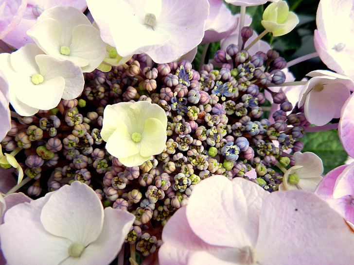 hydrangea, flower, blossom, rosa, romantic, flora, floral