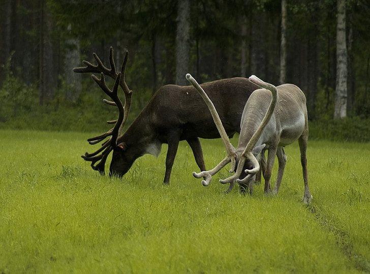 finland, rennes, deer, wood, animal, horse, nature