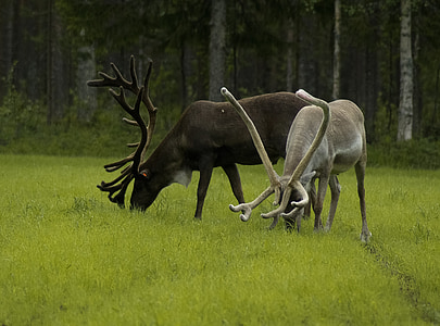 Финландия, Рен, елен, дървен материал, животните, кон, природата