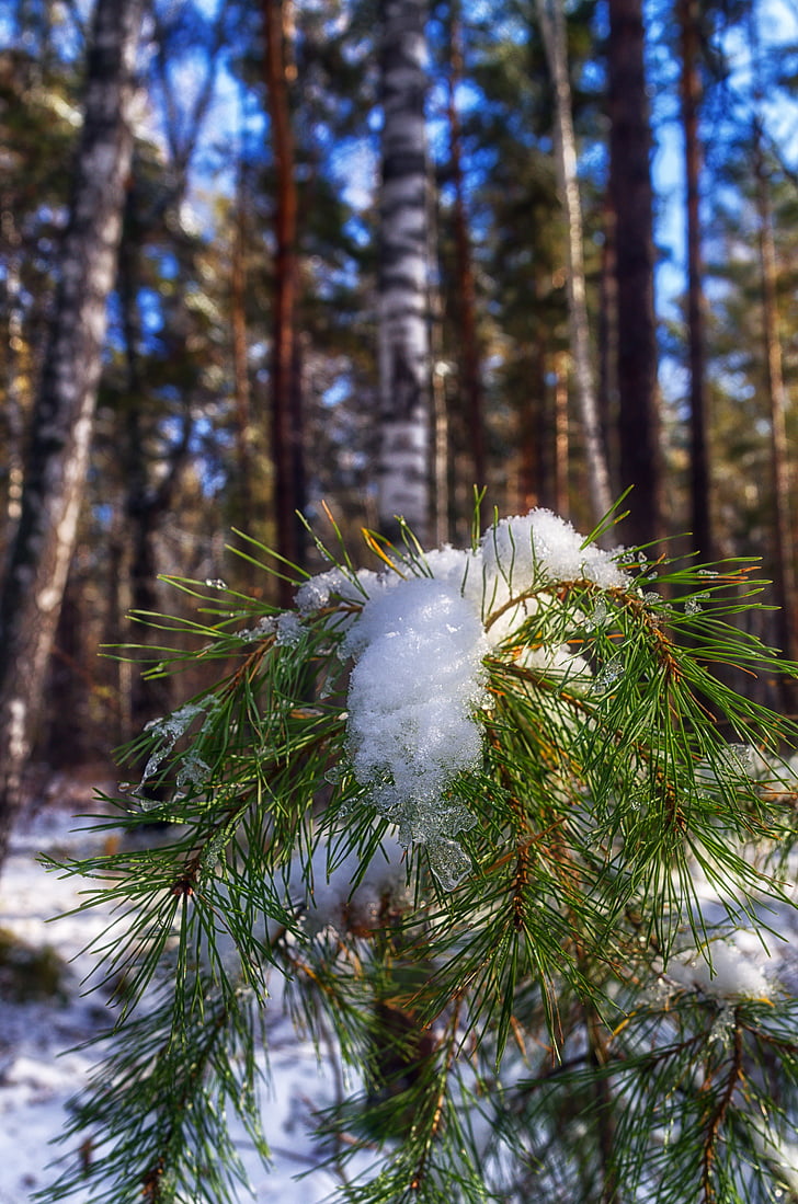 snö, Pine, vinter, Winter forest, skogen, träd, naturen