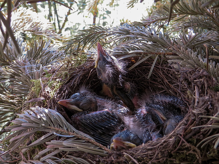 wiosna, Blackbird, Gniazdo, Ptasie gniazdo, Blackbird nest, ptak, pióro