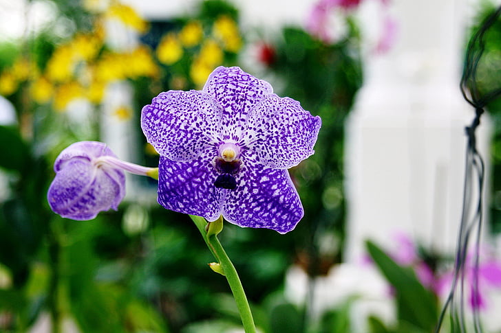 orchidėjos, violetinė, gėlės, žiedai, mėlyna, violetinė, žiedlapiai
