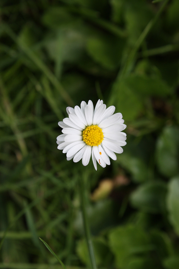 chamomile, daisy, flower, meadow, white, sunny, flower meadow
