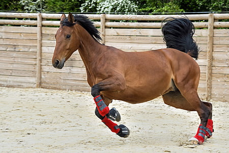 paard, spelen, uitvoeren, -stap-springen, dier, sport, buitenshuis
