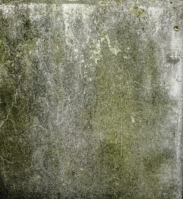 molde, parede, verde, cogumelo, pedra