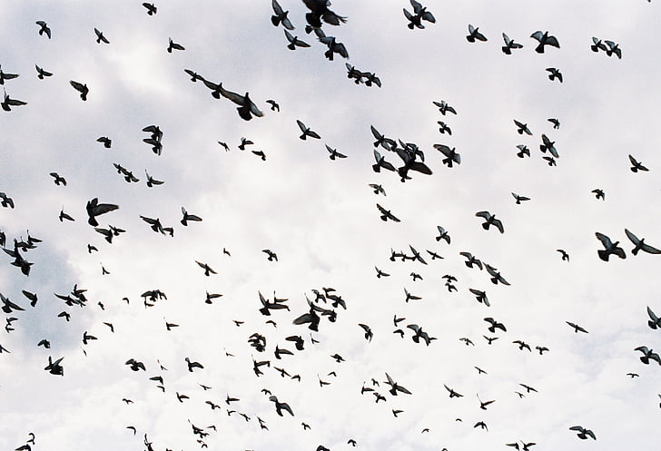 vtáky, vtáky lietania, skupiny vtákov, lietajúce vtáky, lietať, dom, neporiadok