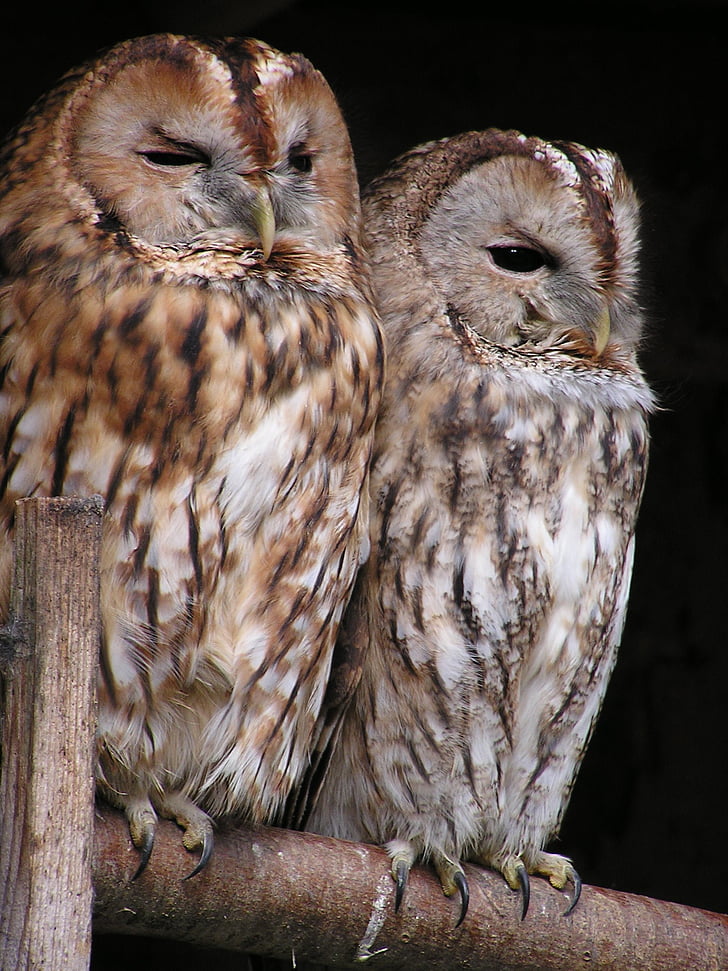 animal, birds, nature, owls, perched, tawny owls