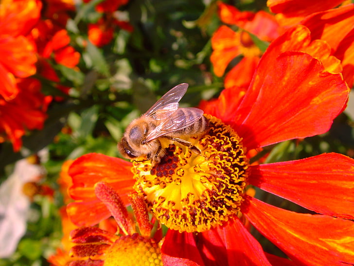 sol beuratges, Helenium, abella, abella de la mel, festa, esplendor fosc, flors