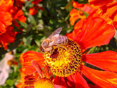 Slnečná varí, helenium, Bee, včelí med, Fiesta, tmavé nádhera, kvety