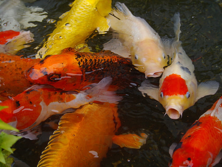 peces de acuario, carpa de colores, Koi, pescado, crianza, rojo, bermellón