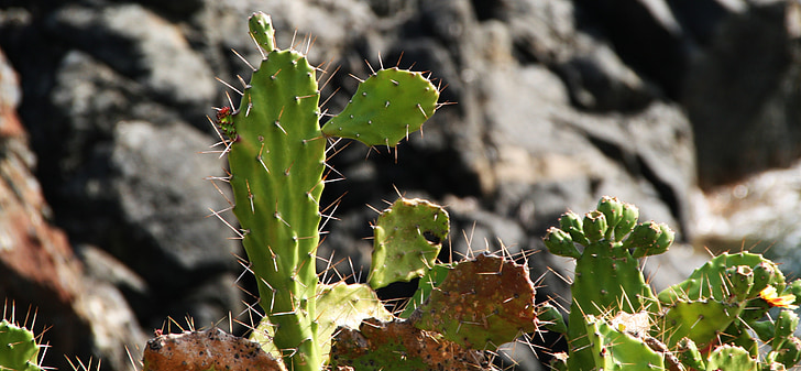 kaktus, landskab, natur, plante, ørken, Thorn