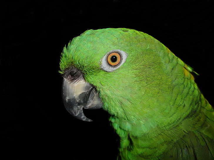 yellow neck amazone, parrot, amazone, bird, green, animal, bill