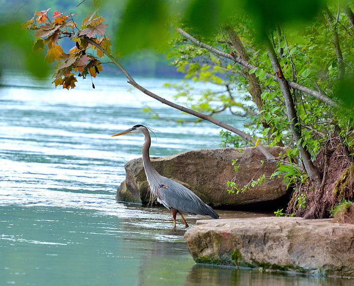 great blue heron, niagara river, wading bird, wildlife, nature, water
