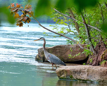 голяма синя чапла, Река Ниагара, мигрираща блатна птица, дива природа, природата, вода