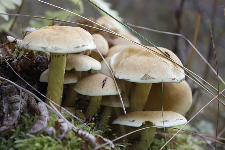 mushrooms, poisonous, wild mushrooms, toxic, wild, moss, forest