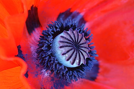 poppy, close, nature, flower, red poppy, poppy flower, macro