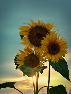 vasaras, saulespuķes, saulriets