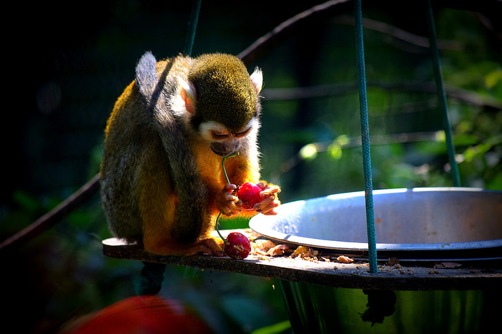 monkey, zoo, food