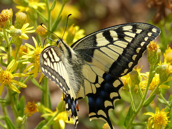 machaon, Papilio machaon, vlinder, vlinder koningin, libar, vlinder - insecten, insect