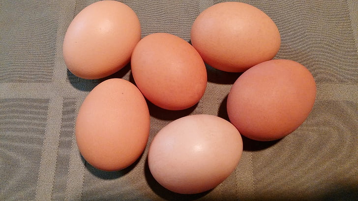 ovos, marrom, comida, escudo, oval, frango, nutrição