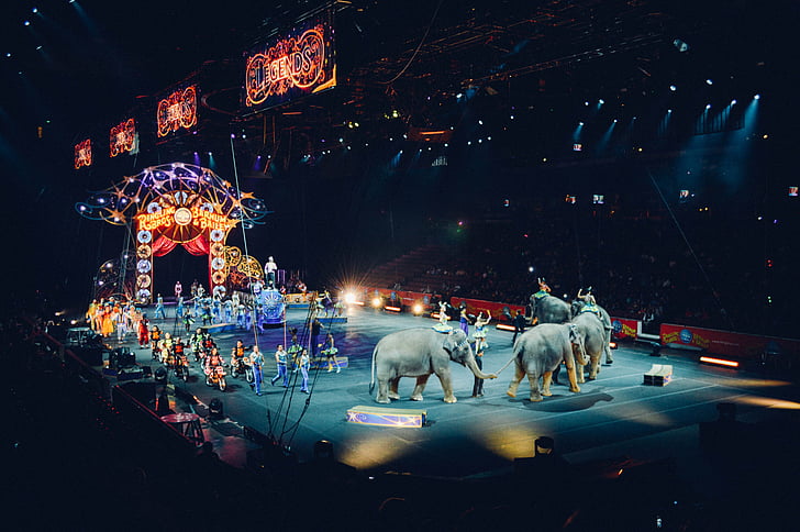 circo, animal, people, night, stadium, amusement, illuminated