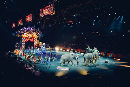 Circo, živali, ljudje, noč, stadion, zabaviščni, osvetljeni