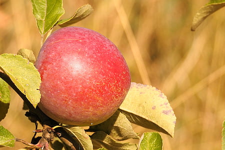 애플, 사과 나무, 지점, 익은, 과일