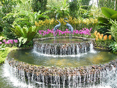 orchids, singapore, plant, botanical garden, blossom, bloom