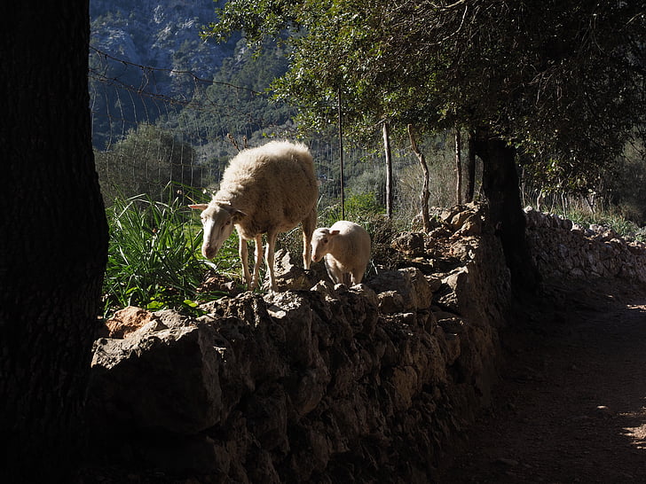 ovce, daleko, suhozida, dolinom Orijent, Mallorca