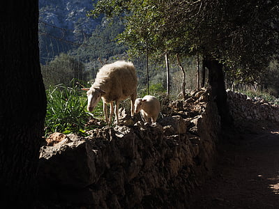 moutons, suite, mur en pierre sèche, Vallée d’orient, Mallorca