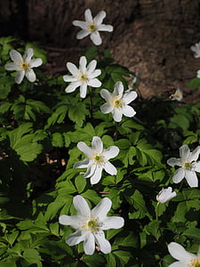 Anemon kayu, Blossom, mekar, bunga, putih, Anemon nemorosa, Anemon