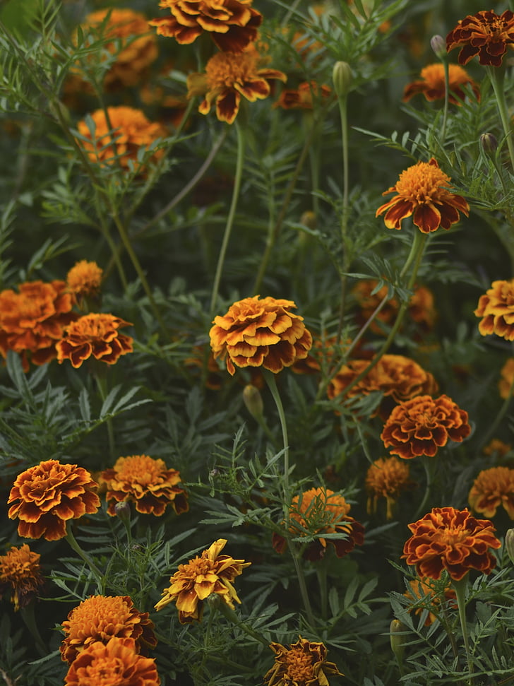 bunga, Orange, bunga, Marigold, warna, Taman, tanaman