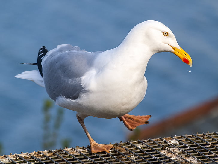 herring gull, seagull, bird, water bird, nature, animal, sea