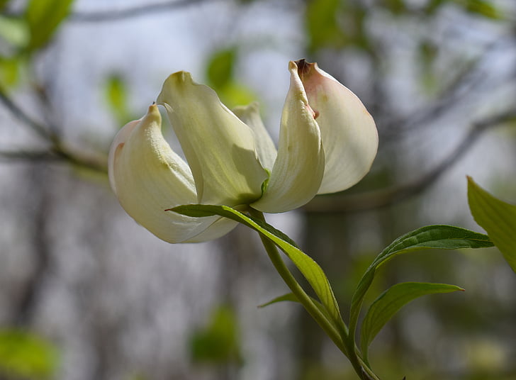 fiore del Dogwood, fiore, Blossom, Bloom, natura, crema, bianco