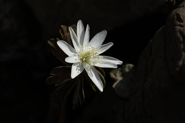 Baram květ, květinové, závod, přírodní, květ, Bloom, okvětní lístek