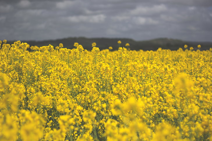 yellow, rapeseed, field, grey, cloudy, sky, flowers