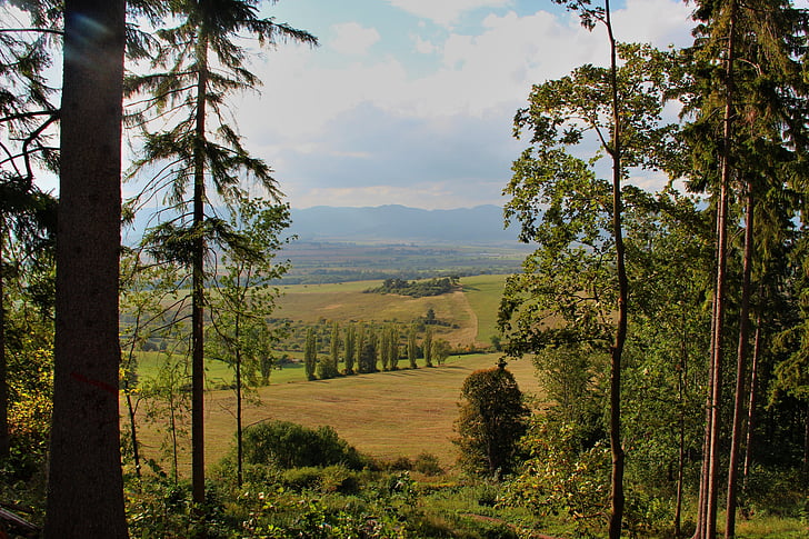 države, drevo, jeseni
