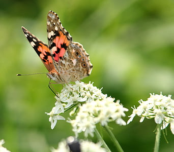 mariposa, flor, alas, antenas, naturaleza, jardín, forraje