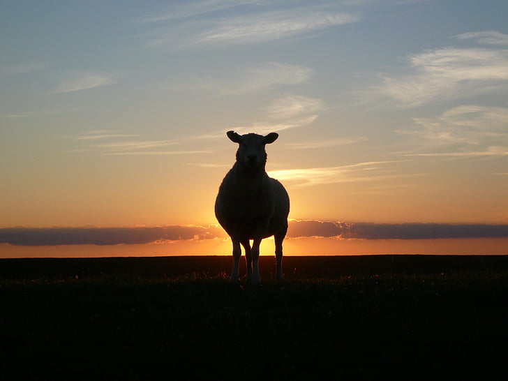 zonsondergang, schapen, Dijk, district Noord-Friesland, Noordzee